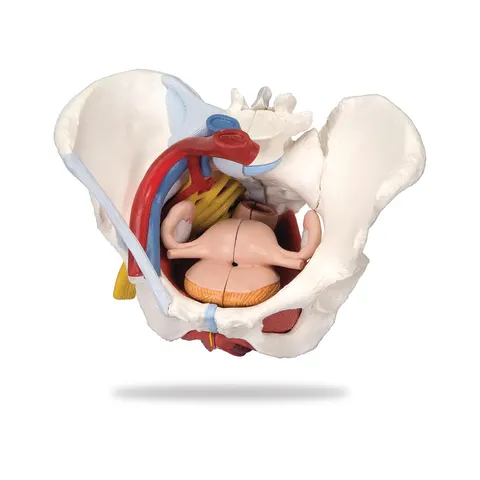 Marketlab-52484 Female Pelvis Model, 6-Part, 1/ea
