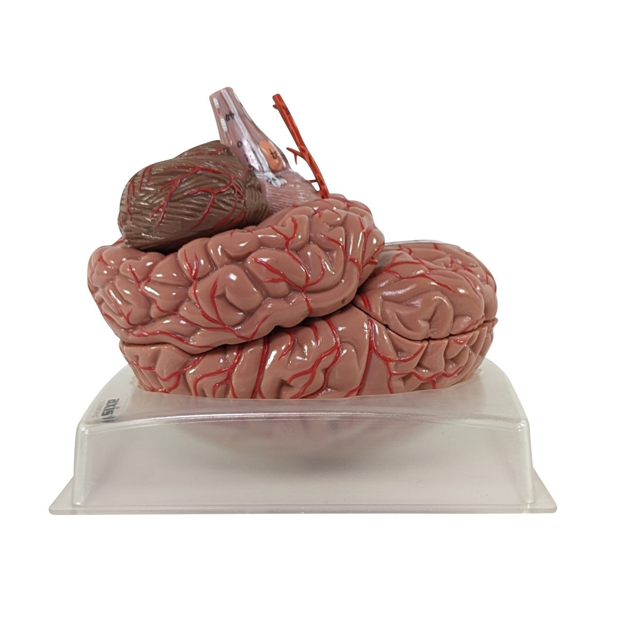 The Anatomy Lab-A-104277 Axis Scientific 9-Part Deluxe Human Brain with Arteries