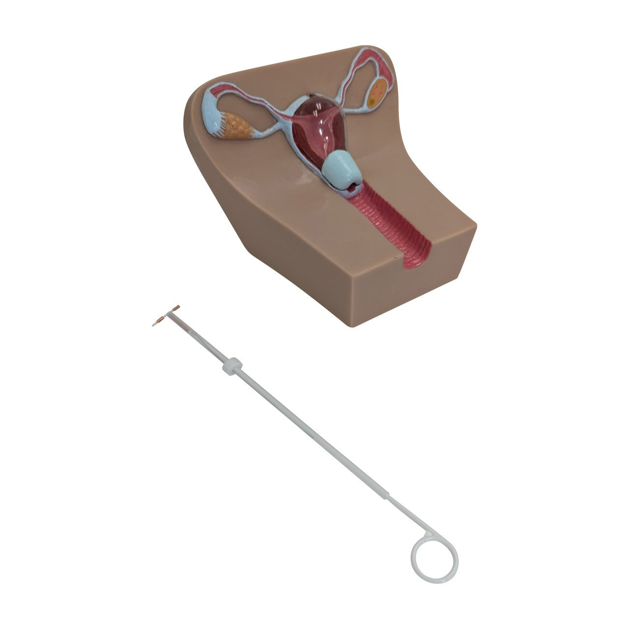 The Anatomy Lab-A-104452 IUD Insertion Model I, 1/ea