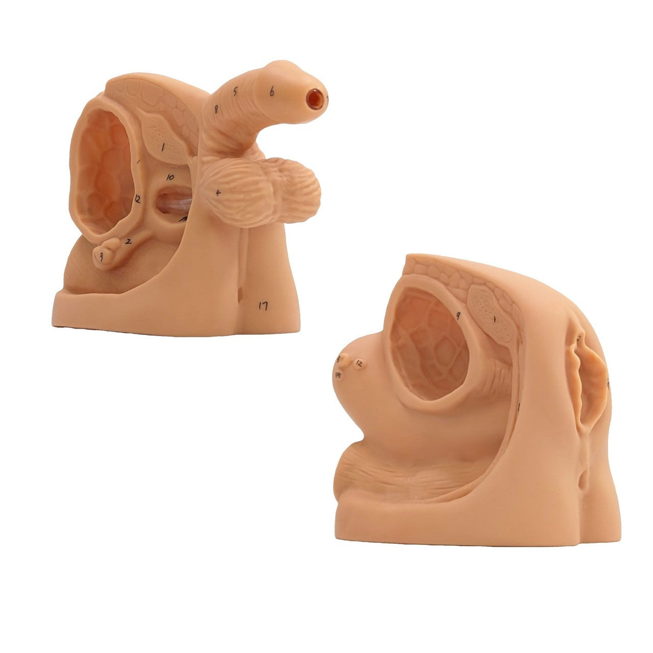 The Anatomy Lab-A-108837 Male and Female Genital Model Set, 1/Set