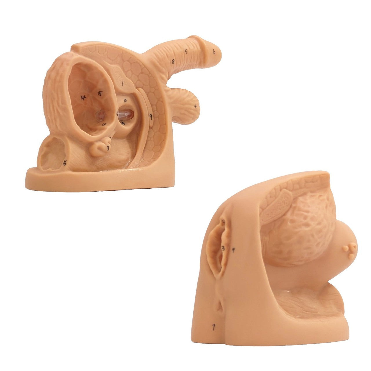 The Anatomy Lab-A-108837 Male and Female Genital Model Set, 1/Set
