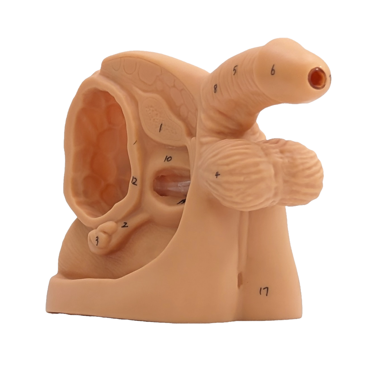 The Anatomy Lab-A-106360 Male Internal & External Genital Organ Model, 1/ea