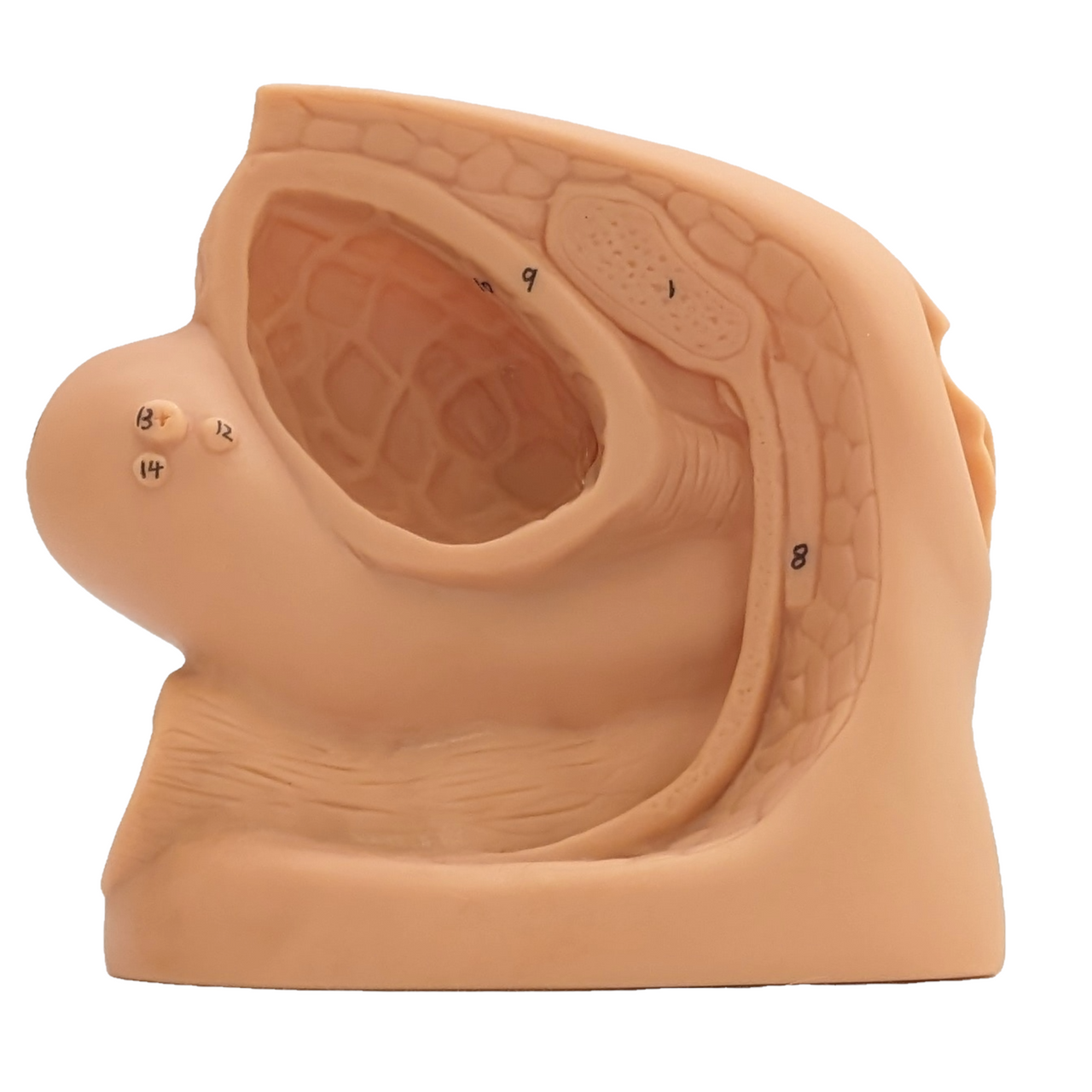 The Anatomy Lab-A-106361 Female Genital Organ Model, 1/ea