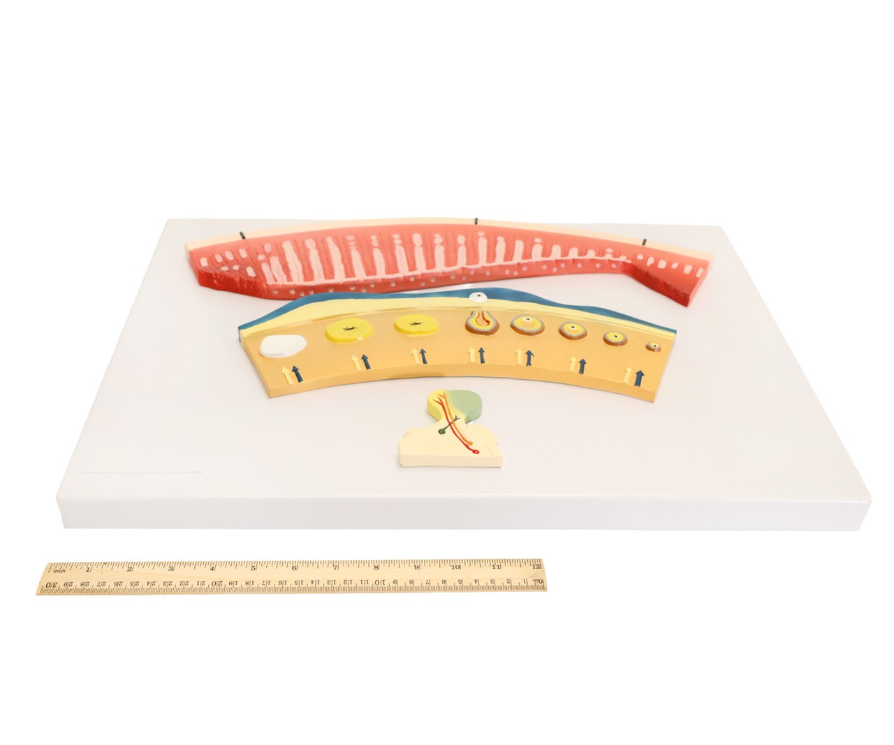 The Anatomy Lab-A-106809 Menstrual Cycle Demonstration Model, 1/ea