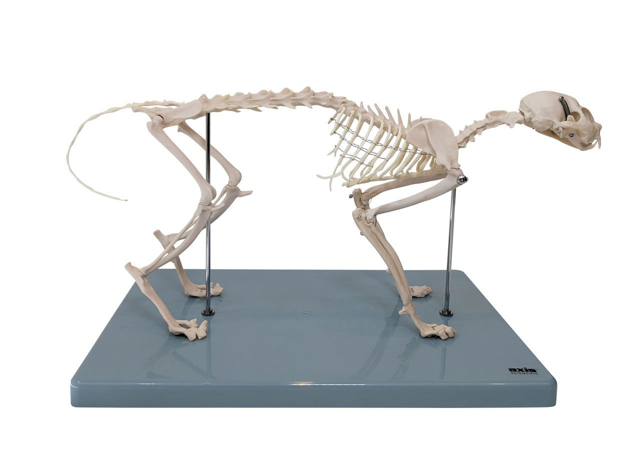 Anatomy Lab Canine & Feline Skeleton
