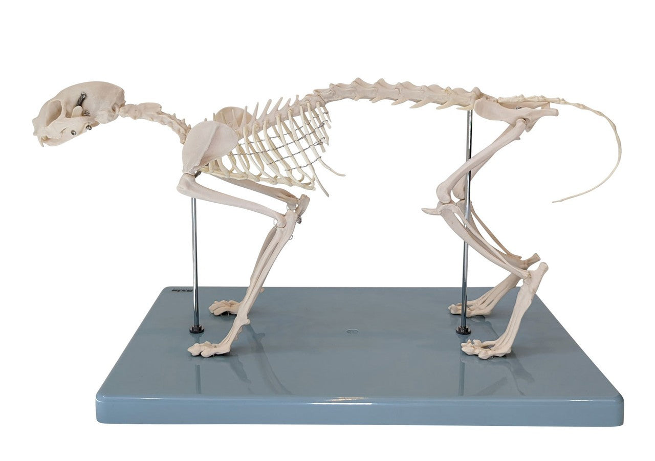 Anatomy Lab Canine & Feline Skeleton