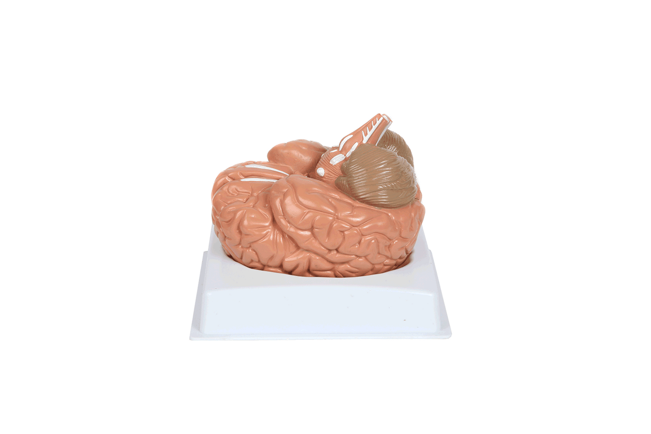 Anatomy Lab Basic 2-Part Brain Model with and without Artires and Blood Vessels