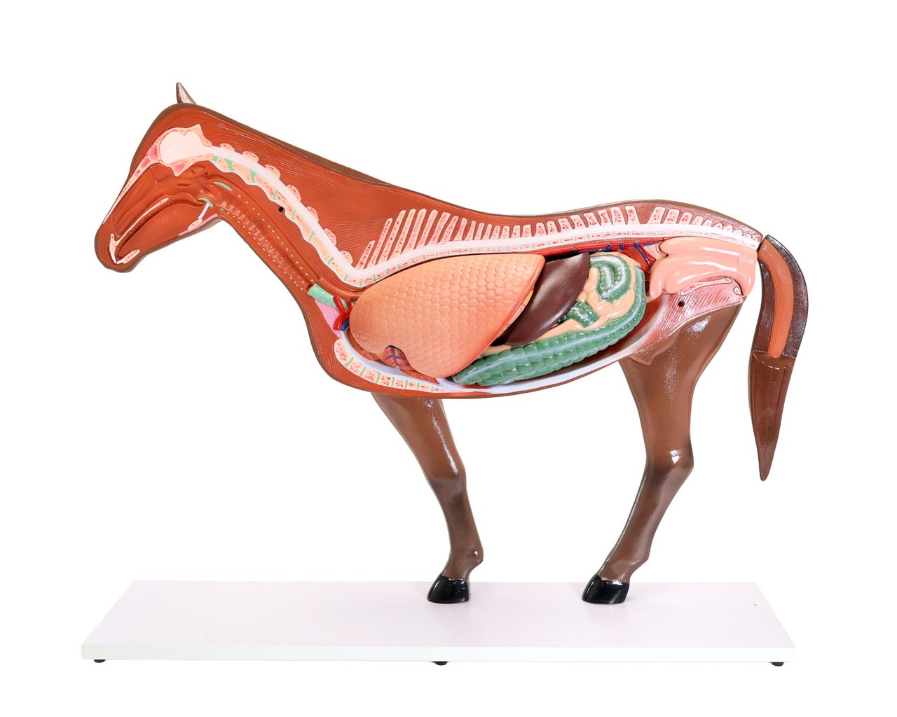 The Anatomy Lab-A-109234 Domestic Horse (Equus caballus) Anatomy Model, 1/ea