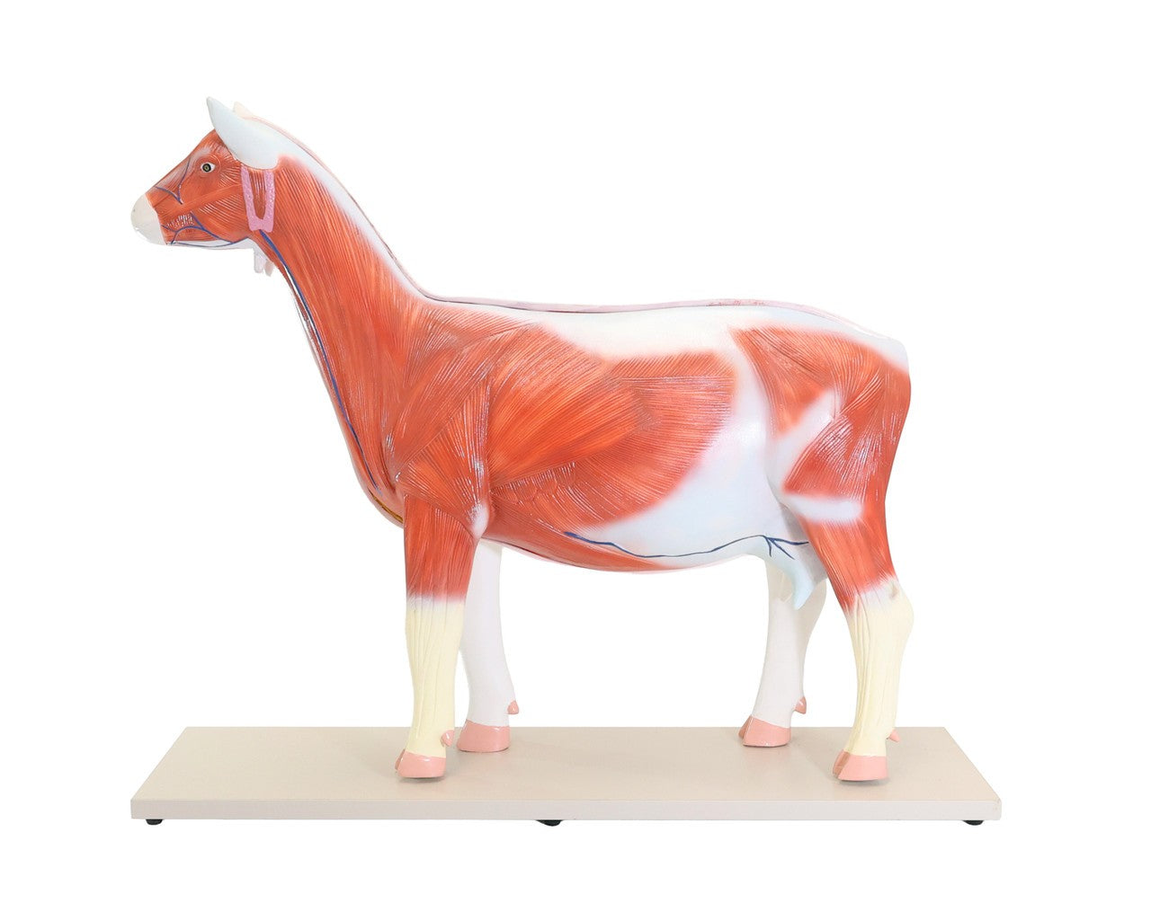 The Anatomy Lab-A-111575 Domestic Goat (Capra hircus) Anatomy Model, 1/Each