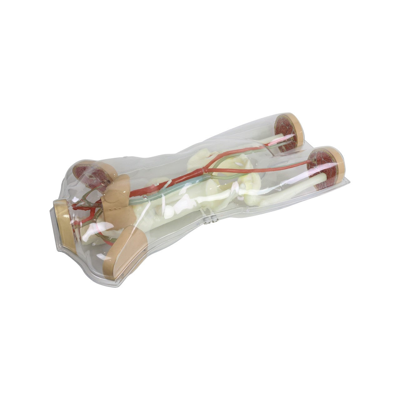 The Anatomy Lab-A-112544 Human Circulatory System Model, 1/ea