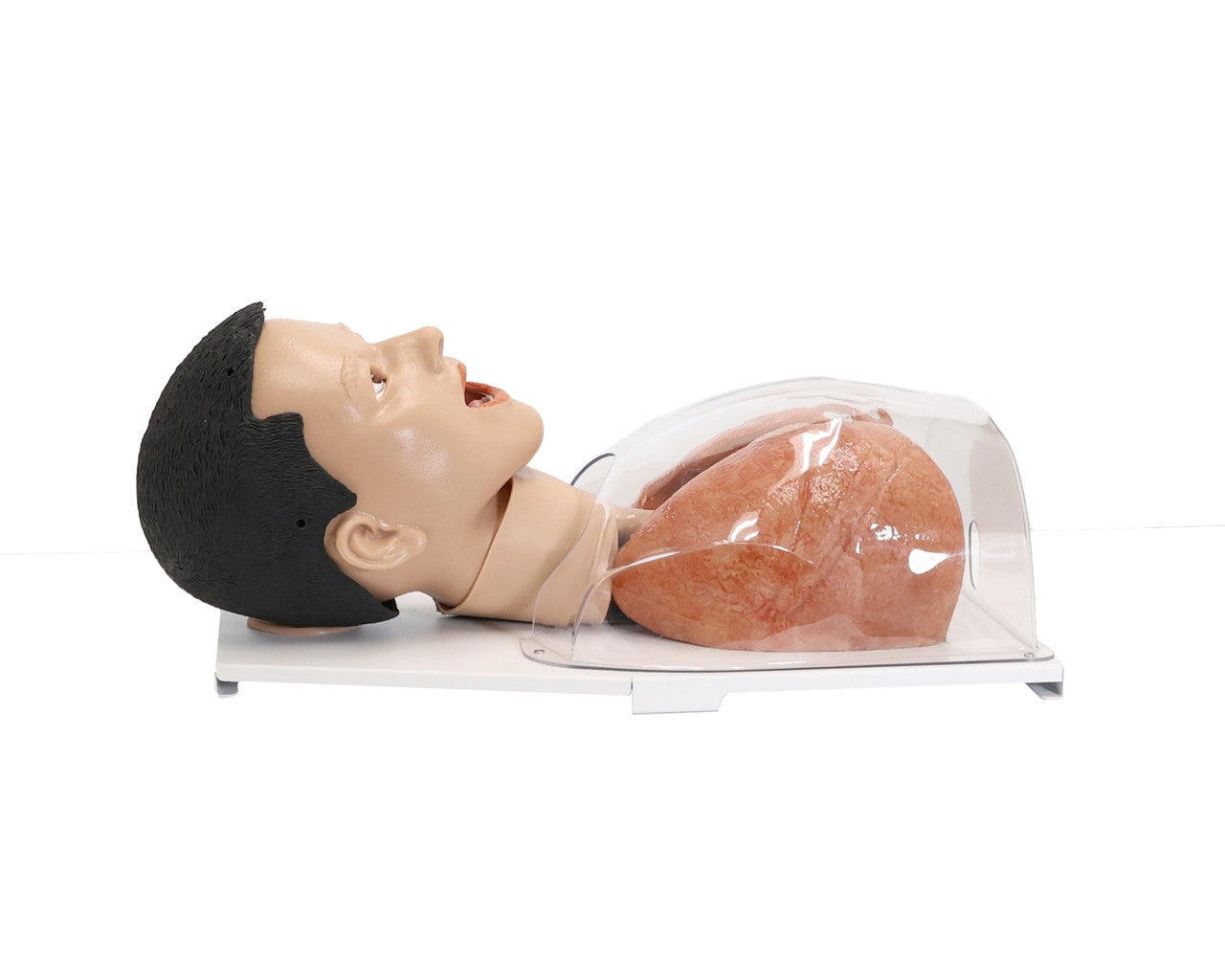 The Anatomy Lab-A-112548 Simulated Bronchoscopy Model, 1/EACH