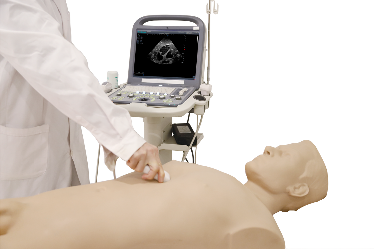 The Anatomy Lab-A-112569 FAST Ultrasound Training Phantom, EACH