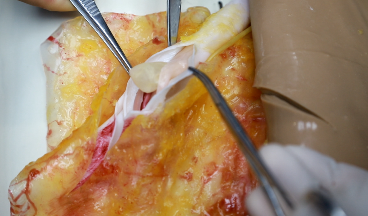 The Anatomy Lab-A-112575 Wearable Groin Surgical Training Suit, EACH