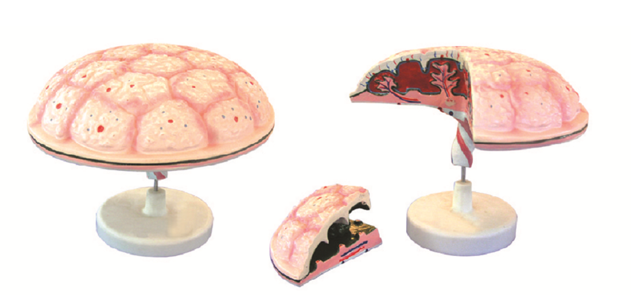 The Anatomy Lab-A-112583 Placenta Model, EACH