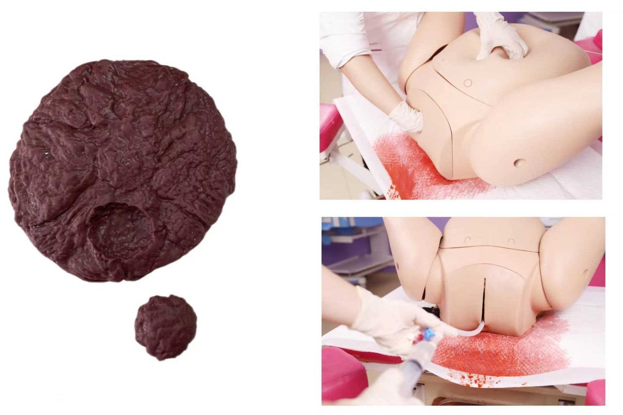 The Anatomy Lab-A-113029 Complete Postpartum Hemorrhage Simulator, 1/ea