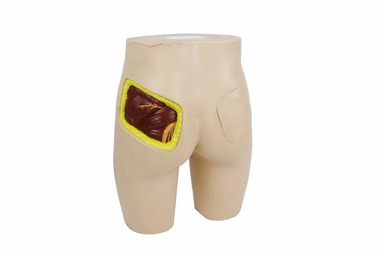 The Anatomy Lab-A-104419 Buttock Injection Model (with Anatomical Structure), 1/ea