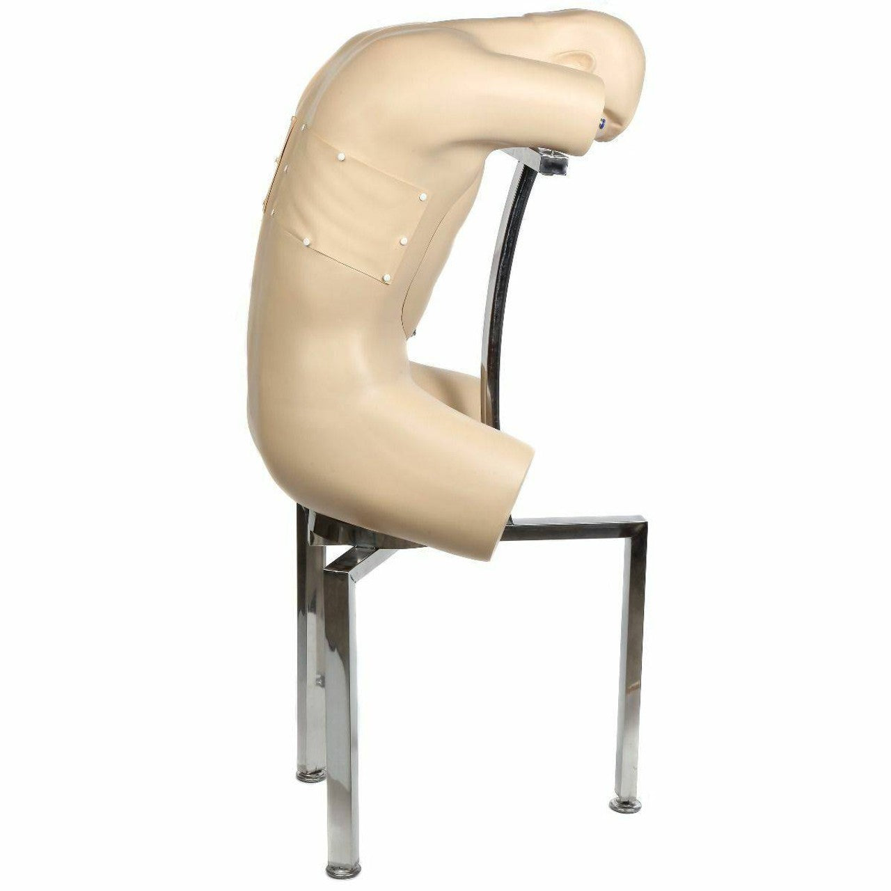 The Anatomy Lab-A-104431 Adult Thoracentesis Simulator, 1/ea