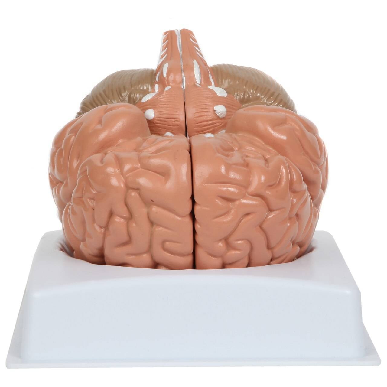 Anatomy Lab Basic 2-Part Brain Model with and without Artires and Blood Vessels