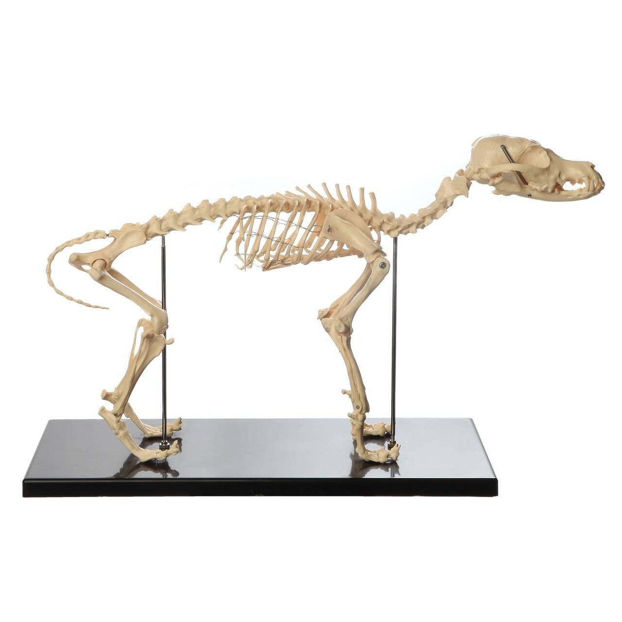 The Anatomy Lab-A-108870 Canine and Feline Skeleton Anatomy Model Kit