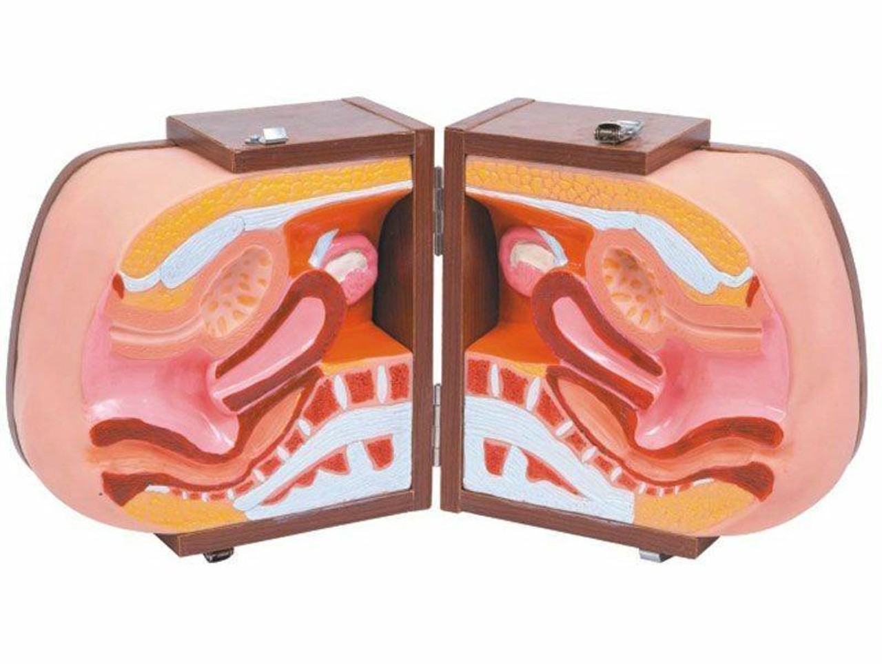 The Anatomy Lab-A-108503 Contraceptive Guidance Model, 1/ea