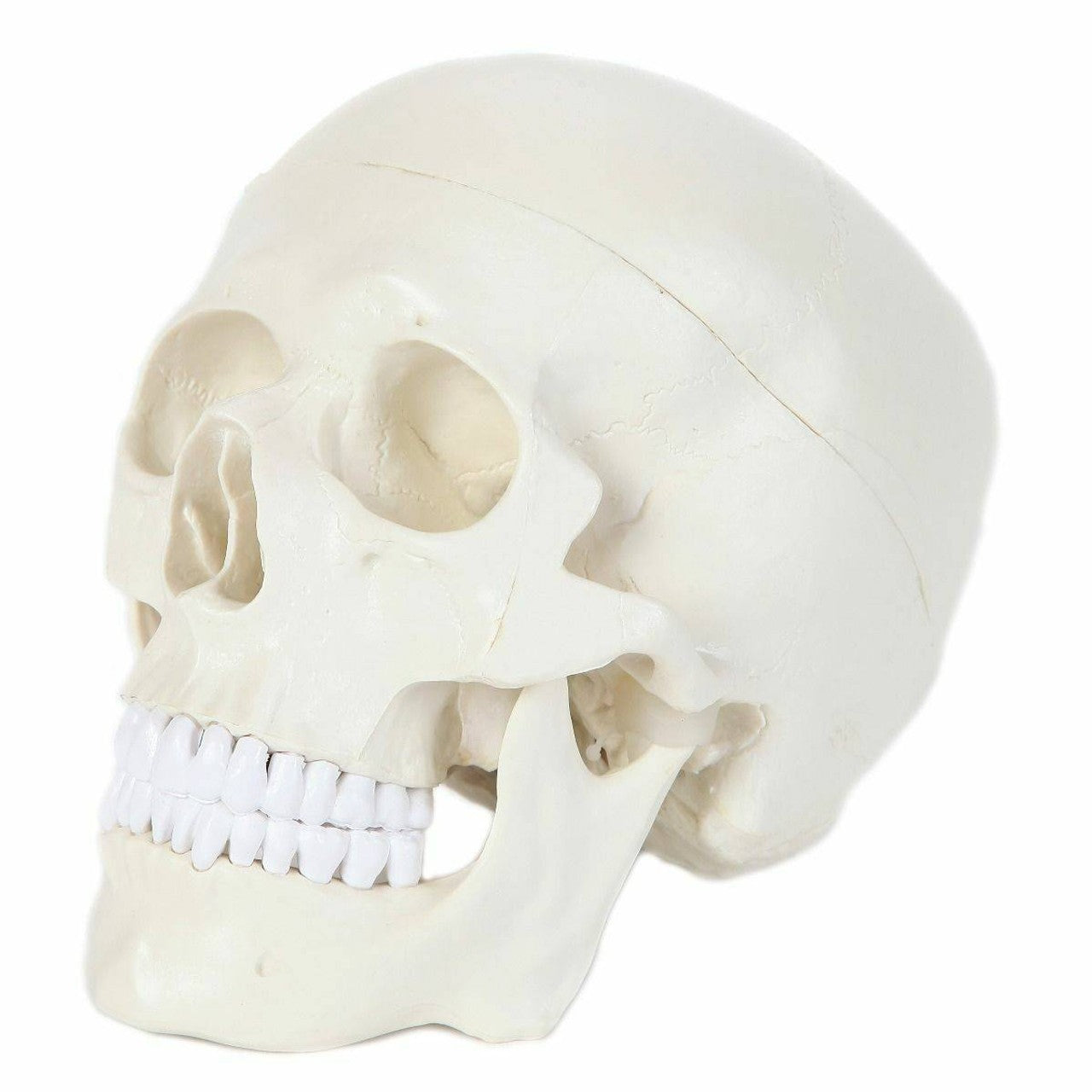 The Anatomy Lab-A-106653 Essential Life-Size Skull, 1/ea