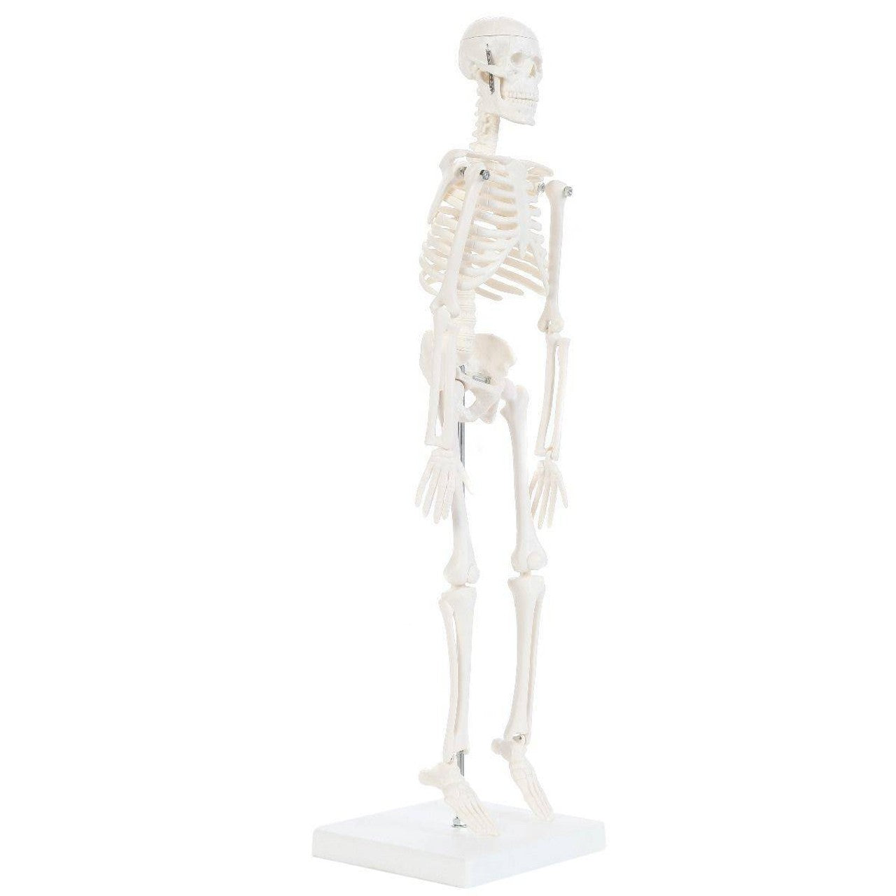 The Anatomy Lab-A-106654 Essential Micro 19" Desktop Skeleton