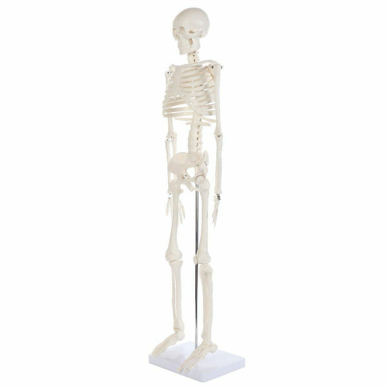 The Anatomy Lab-A-106652 Essential Mini 35" Skeleton, 1/ea