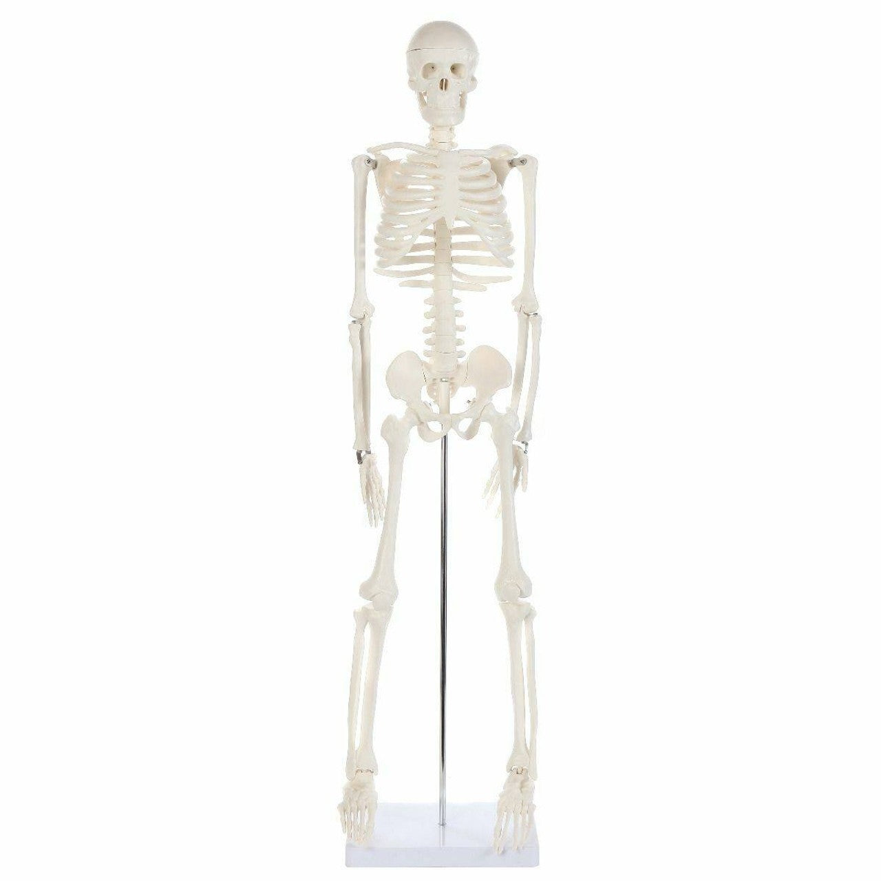 The Anatomy Lab-A-106652 Essential Mini 35" Skeleton, 1/ea
