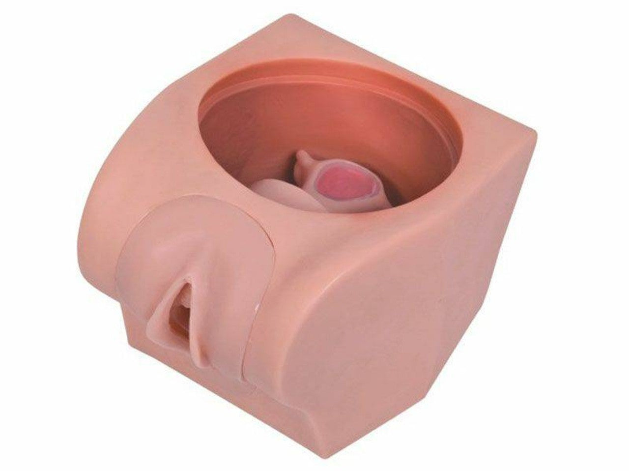 The Anatomy Lab-A-108505 Female Contraception Model, 1/ea