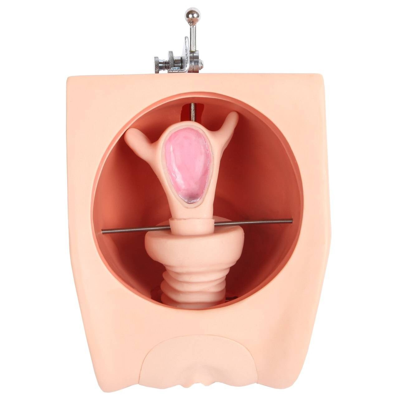 The Anatomy Lab-A-108505 Female Contraception Model, 1/ea