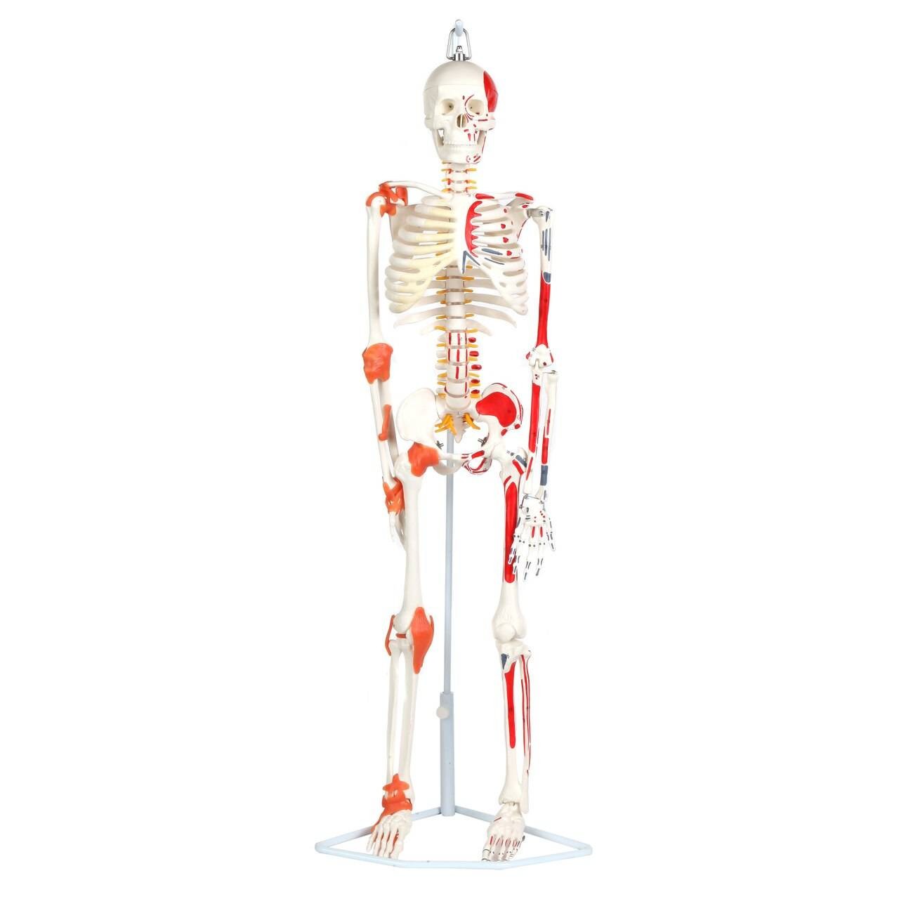 The Anatomy Lab-A-109189 Miniature Human Skeleton Anatomy Model with Ligaments, Insertion Points and Flexible Vertebral Column
