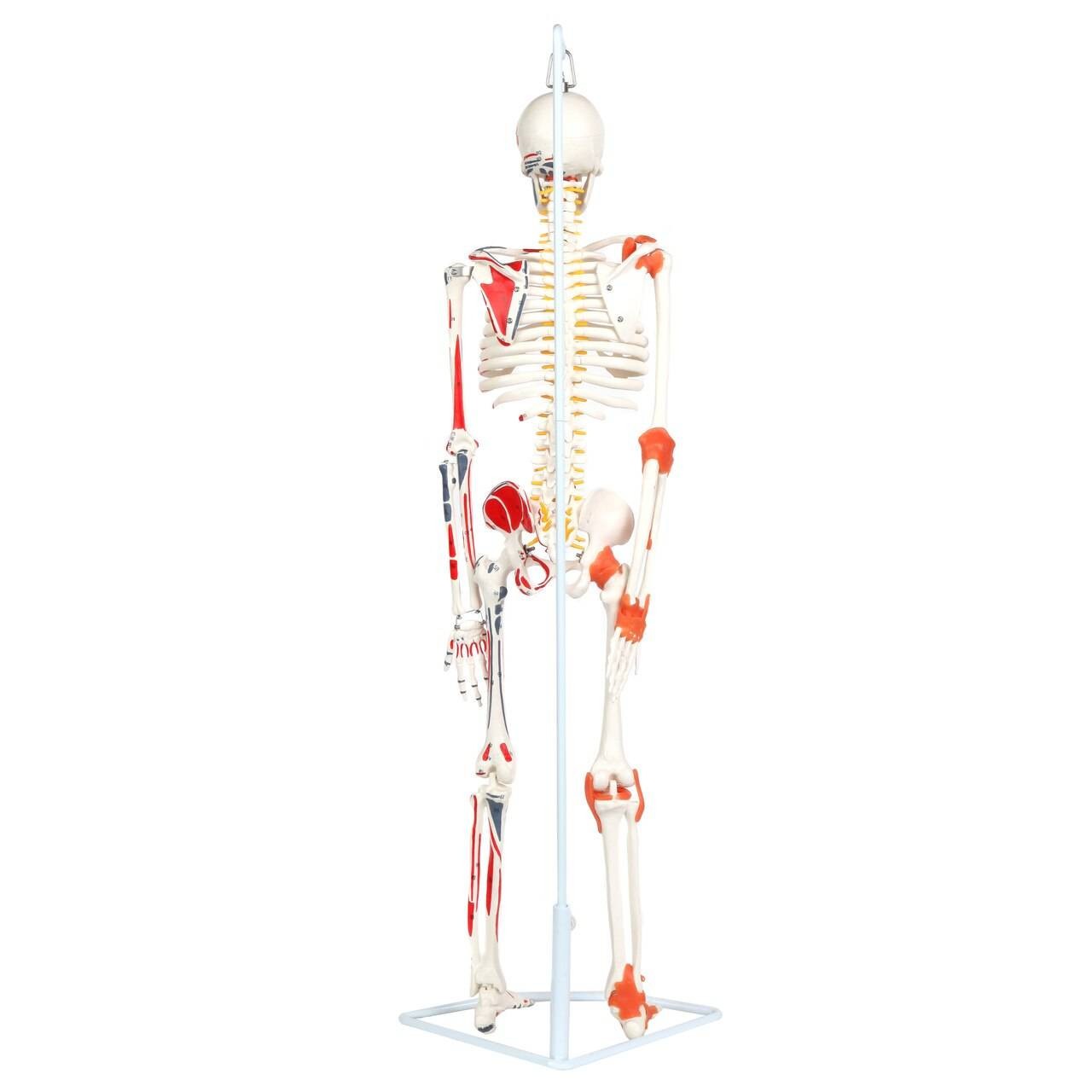 The Anatomy Lab-A-109189 Miniature Human Skeleton Anatomy Model with Ligaments, Insertion Points and Flexible Vertebral Column