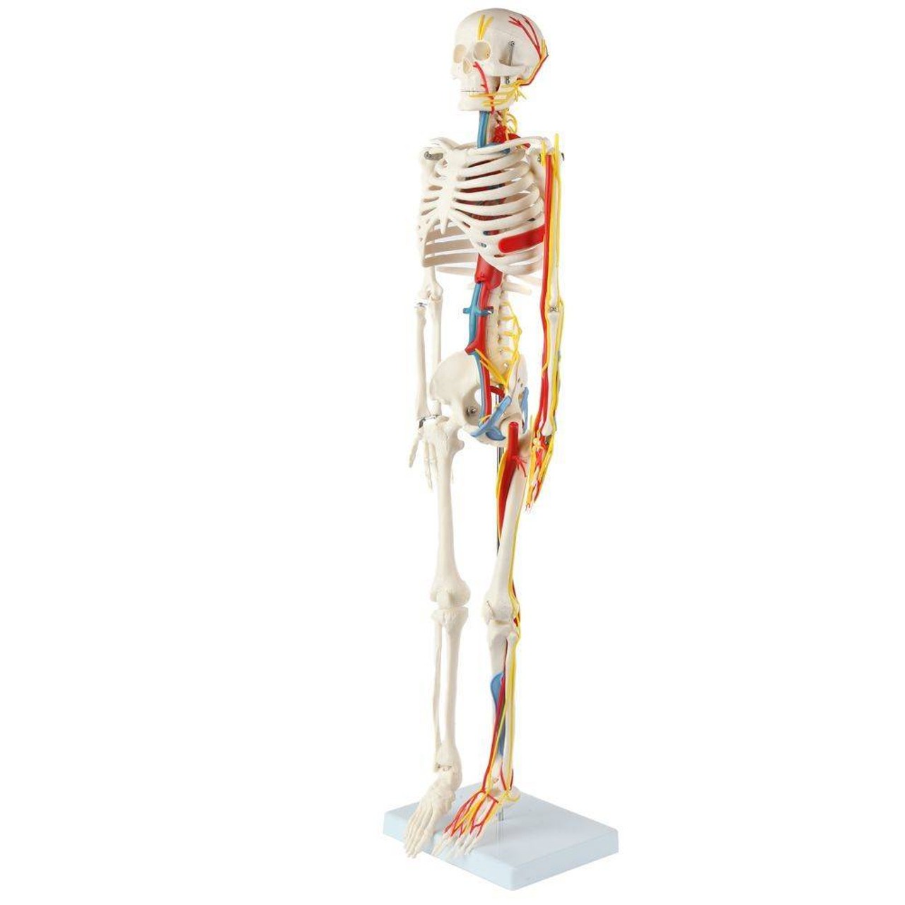 The Anatomy Lab-A-108319 Miniature 35" Skeleton with Nerves, Veins and Arteries, 1/ea
