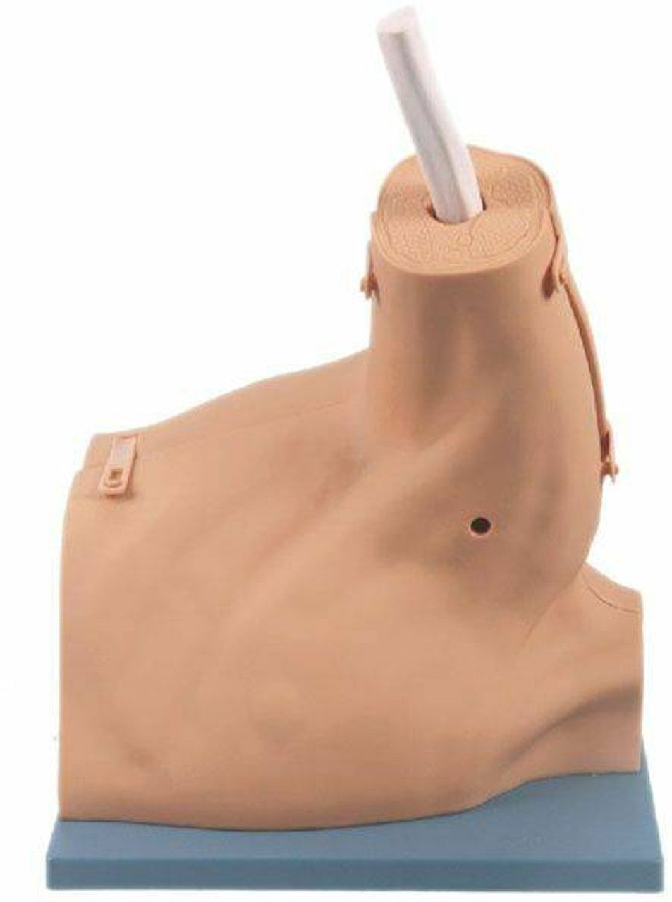 Anatomy Lab Wrist & Shoulder Arthroscopy Model