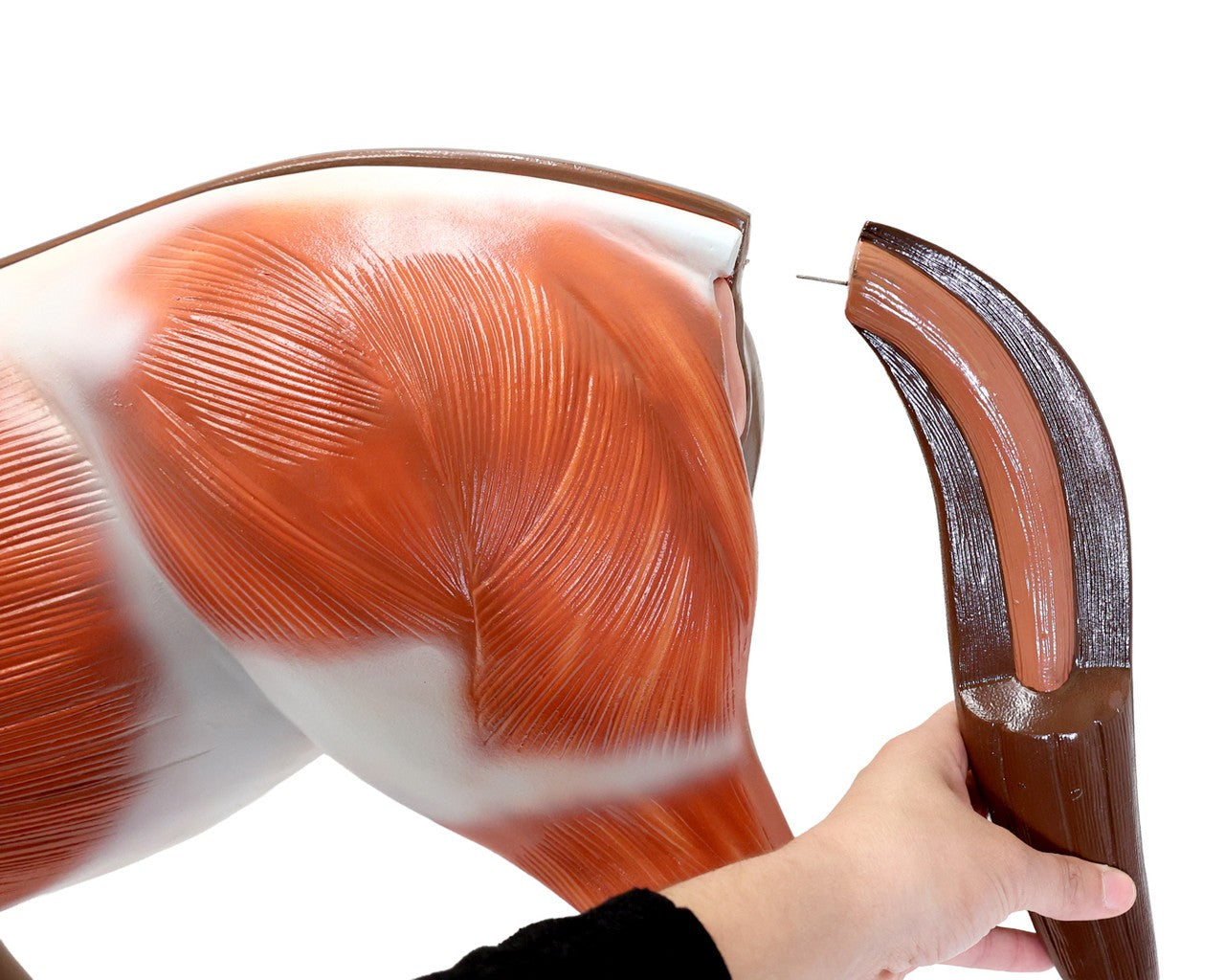 The Anatomy Lab-A-109234 Domestic Horse (Equus caballus) Anatomy Model, 1/ea