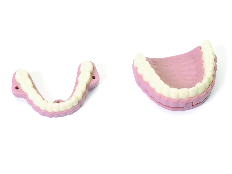 Laerdal-252010 Teeth Ridges & Audio 1/Ea