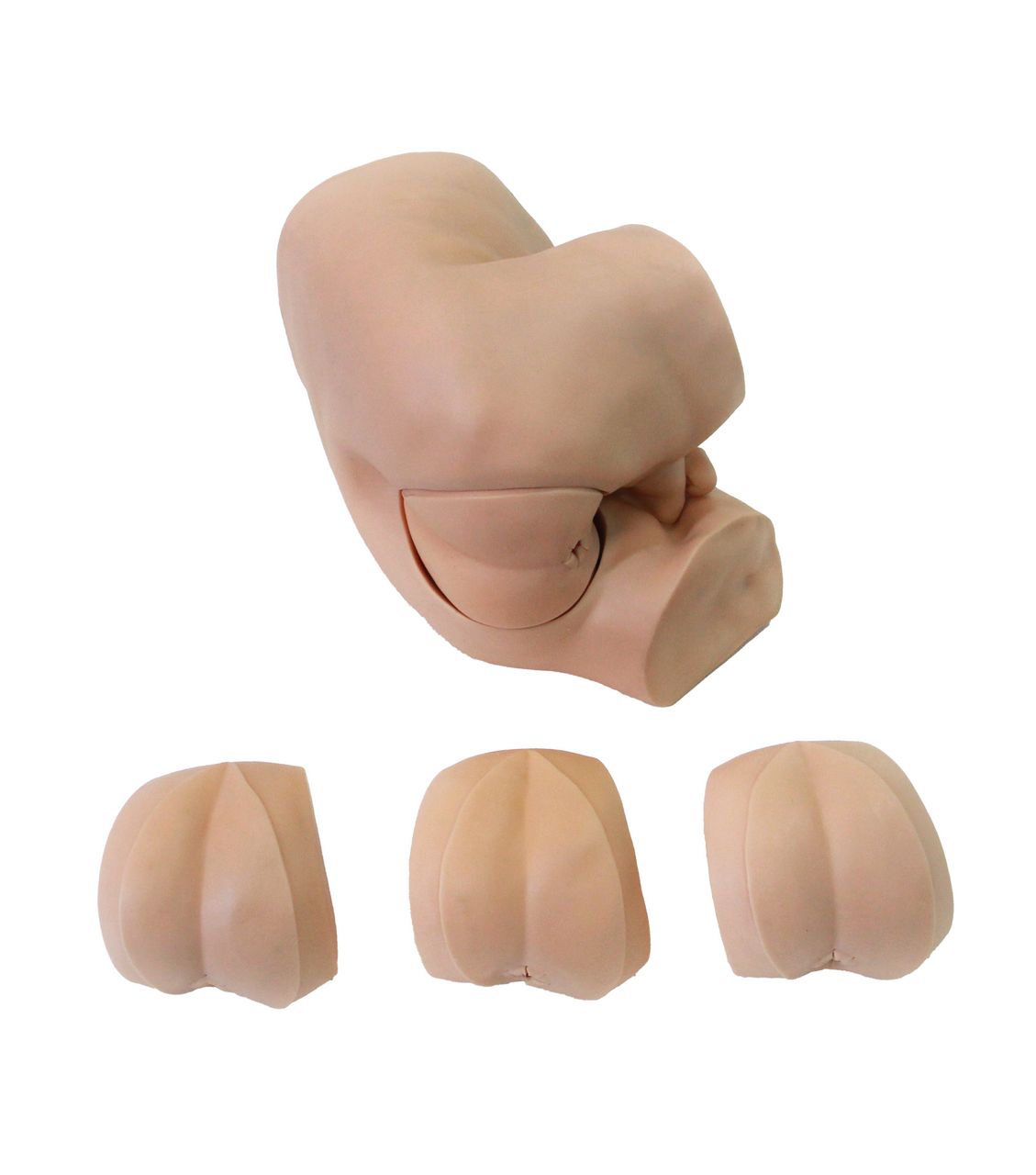 The Anatomy Lab-A-105848 Advanced Rectal Touch Examination Model