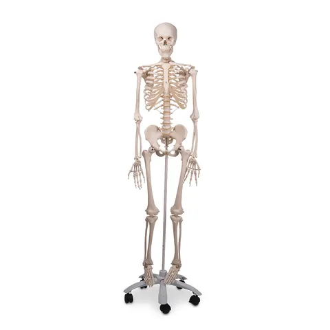 Marketlab-52445 Classic Skeleton Model • Stan, 1/ea
