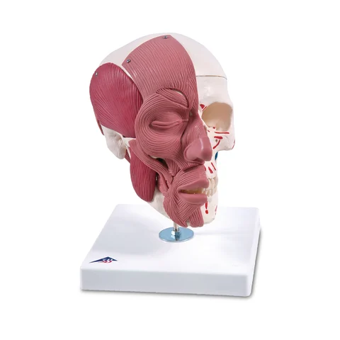 Marketlab-52457 Facial Muscles on Skull Model, 1/ea