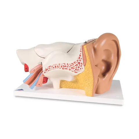 Marketlab-52473 Ear Model • 3 Times Life-Size • 6-Part, 1/ea