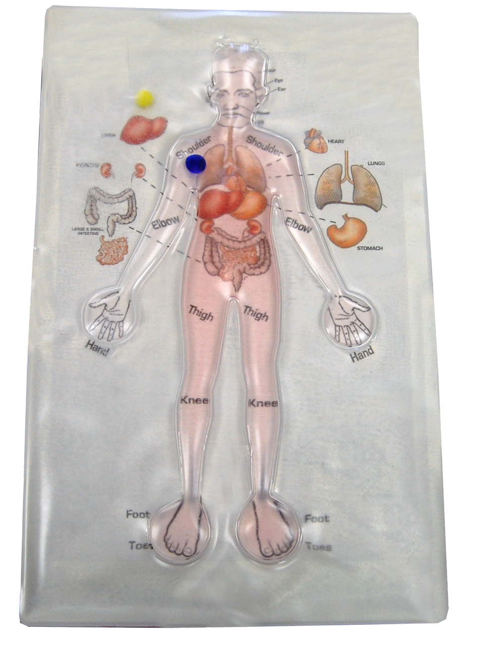 Skil-Care 914731 Human Anatomy Gel Maze