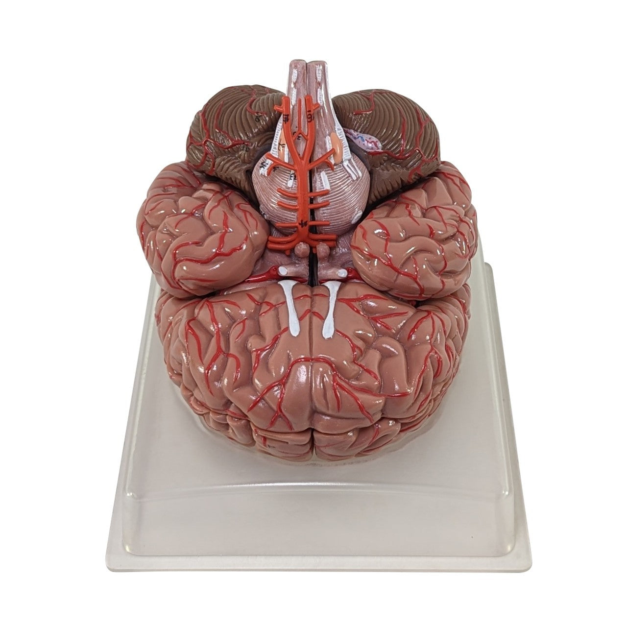 The Anatomy Lab-A-104277 Axis Scientific 9-Part Deluxe Human Brain with Arteries