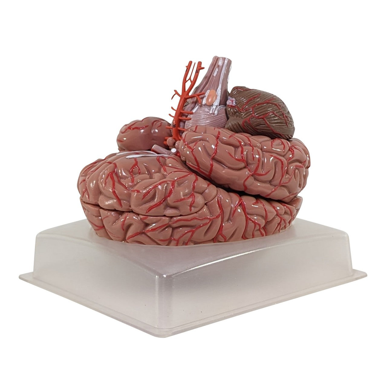 The Anatomy Lab-A-104277 Axis Scientific 9-Part Deluxe Human Brain with Arteries
