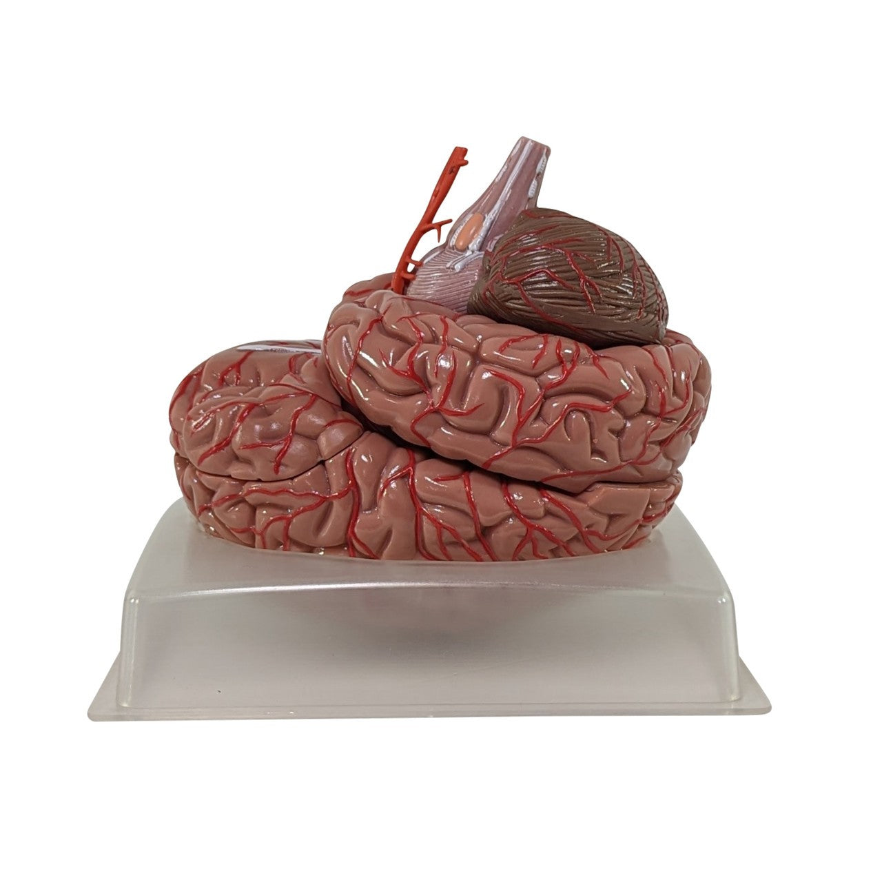 The Anatomy Lab-A-104277 Axis Scientific 9-Part Deluxe Human Brain with Arteries