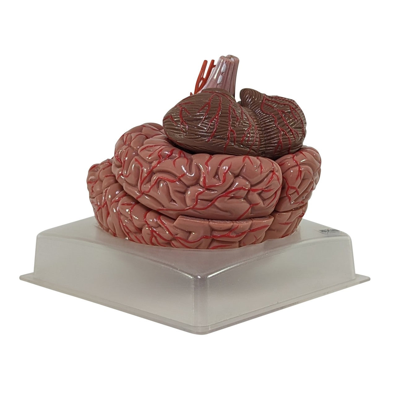 The Anatomy Lab-A-104277 Axis Scientific 9-Part Deluxe Human Brain with Arteries