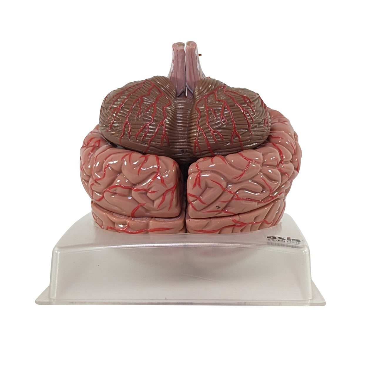 The Anatomy Lab-A-104277 Axis Scientific 9-Part Deluxe Human Brain with Arteries