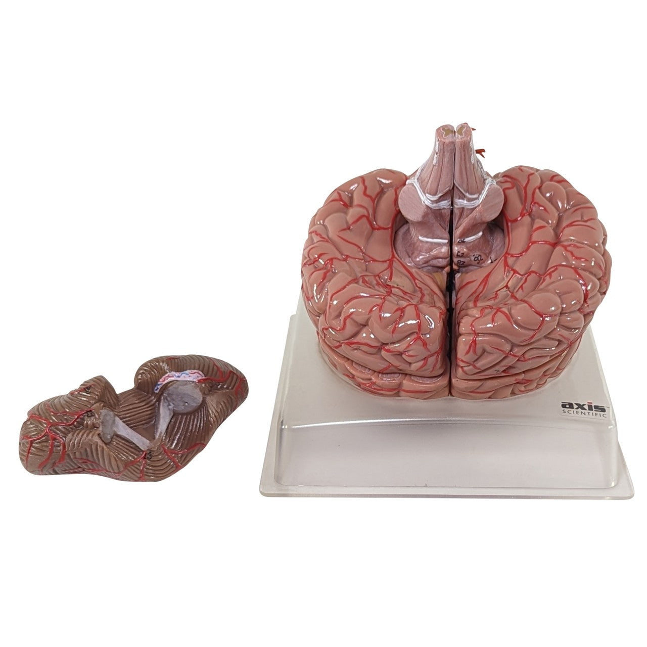 The Anatomy Lab-A-104277 Axis Scientific 9-Part Deluxe Human Brain with Arteries