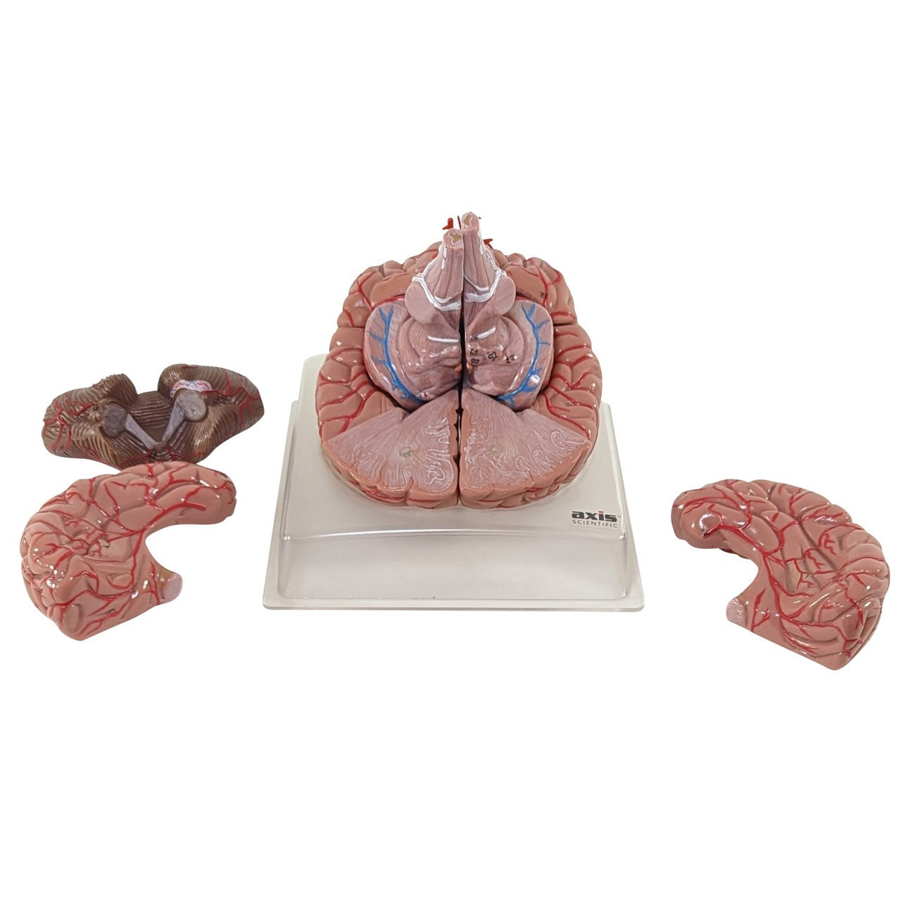 The Anatomy Lab-A-104277 Axis Scientific 9-Part Deluxe Human Brain with Arteries