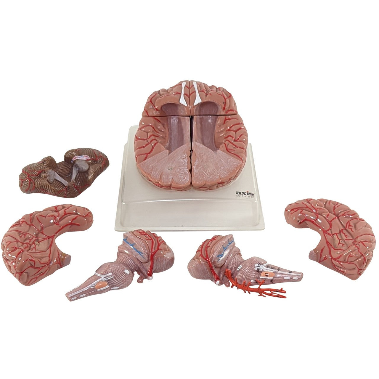 The Anatomy Lab-A-104277 Axis Scientific 9-Part Deluxe Human Brain with Arteries