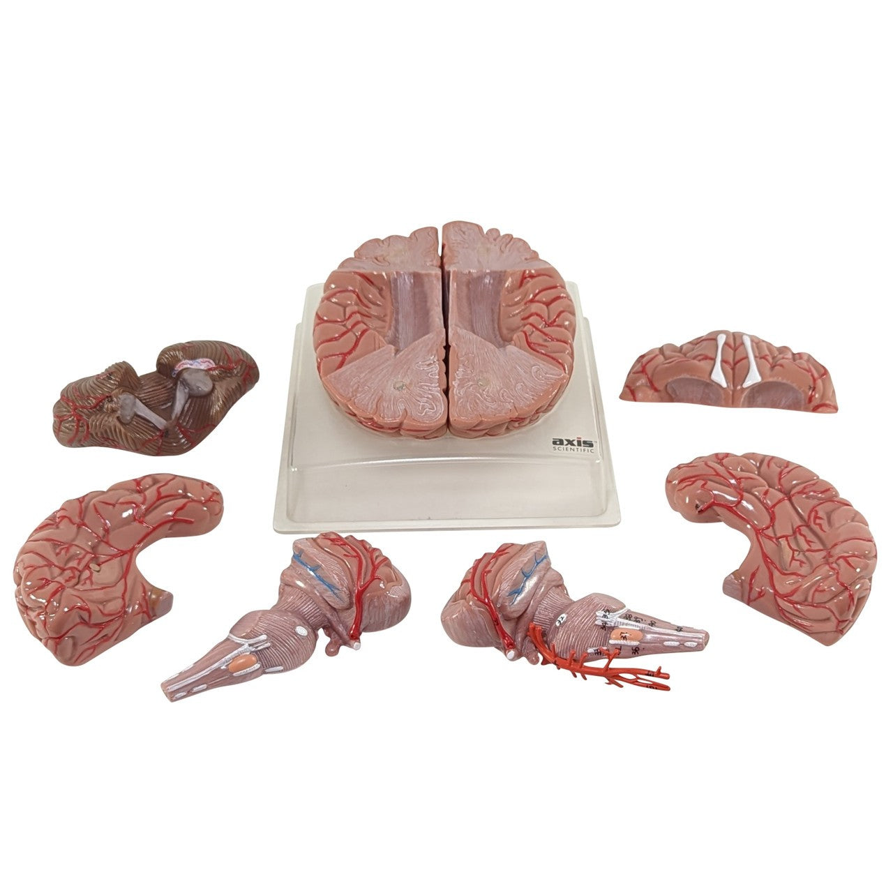 The Anatomy Lab-A-104277 Axis Scientific 9-Part Deluxe Human Brain with Arteries